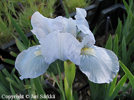 Iris Pumila-Ryhm 'Blue Denim', pikkukurjenmiekka